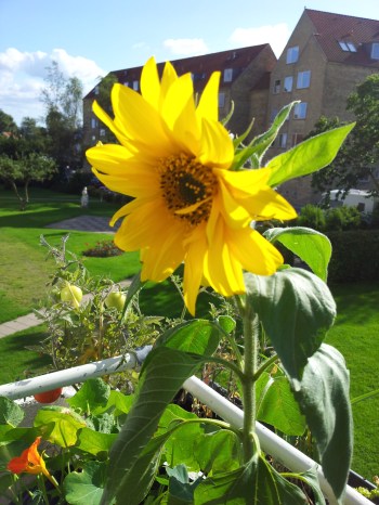 var mest for sjov, for hverken jeg selv eller min rumbo ved, hvordan vi skal få "høstet" kernerne fra den. Men flot er den da på vores altan!