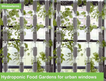 Stilren windowfarming. Eneste ulempe er, at hvis du ikke kan bygge systemet selv, koster det forholdsvist meget at købe. Foto: J. Sakskjær