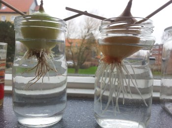 Løgene har sagt ret lange rødder og det ene er så småt ved at bryde igennem i toppen. Det andet, sker der ikke så meget med i øjeblikket, men det kommer forhåbentligt. Foto : J. Sakskjær