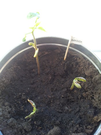 Bønnerne ligner lidt nogle små skravl af nogle planter,  men forhåbentligt klarer de den.