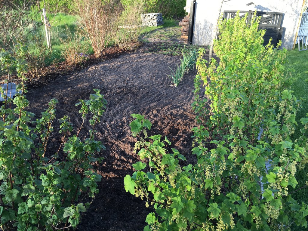 Lugning i jordbærbeddet